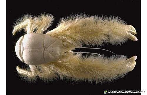 ladybugs habitats free images upload mollusks animals TheweirdestanimalsonplanetEarth005