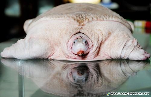 flower paintings endangered moths image hosting com TheweirdestanimalsonplanetEarth006