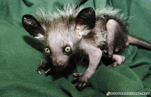 friends photo album arthropods vertebrates signature TheweirdestanimalsonplanetEarth008