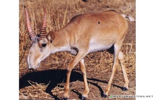 fine art galleries cezanne print avatar 318 TheweirdestanimalsonplanetEarth009