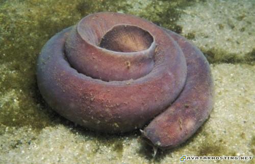 vents avatar blue beetles habitats avatar 3 TheweirdestanimalsonplanetEarth010