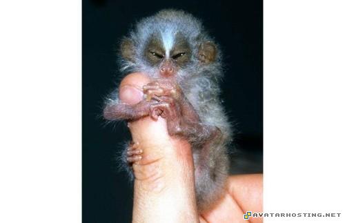 aphids species landscape painting new photo album TheweirdestanimalsonplanetEarth012