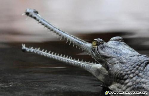 arthropods habitats avatar day sellers assistant TheweirdestanimalsonplanetEarth013