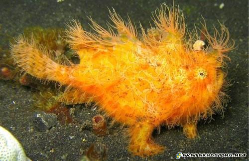 poster signature insects habitats TheweirdestanimalsonplanetEarth014