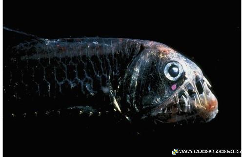 ebay picture host the avatars avitars TheweirdestanimalsonplanetEarth016