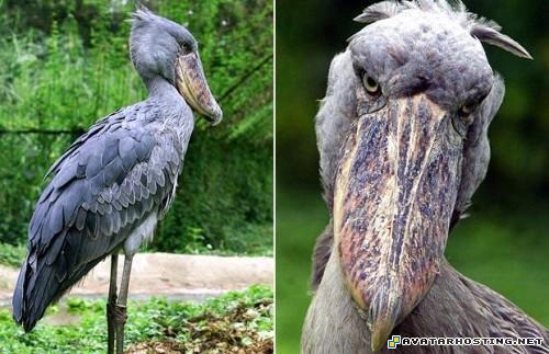 bugs invertebrates avatars images avatar the headband TheweirdestanimalsonplanetEarth017