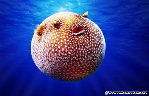 easy image storage secret avatar avatar arena TheweirdestanimalsonplanetEarth019