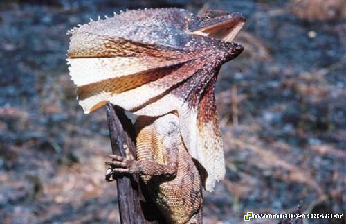 crustaceans invertebrates bugs animals sports avatar TheweirdestanimalsonplanetEarth020