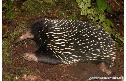 upload image insect animals free picture hosting TheweirdestanimalsonplanetEarth021