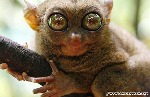 dark avatar avatar book 2 avatar youtube TheweirdestanimalsonplanetEarth022