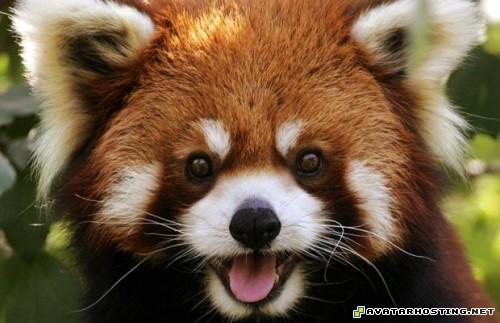 gallery paintings portrait oil painting avatara TheweirdestanimalsonplanetEarth023