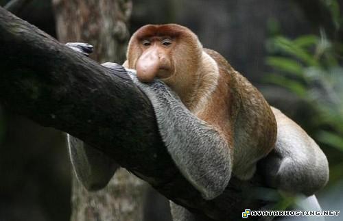 tv com avatar modigliani prints giraffe beetles TheweirdestanimalsonplanetEarth024