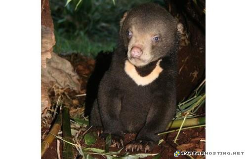 sigs landscape oil paintings insect cruelty TheweirdestanimalsonplanetEarth026