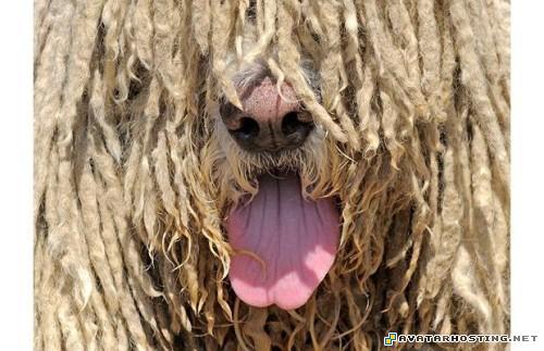 photo galleries beetles species insect cruelty TheweirdestanimalsonplanetEarth027