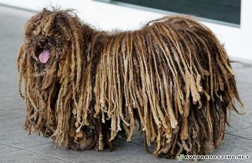 arthropods species digital photo gallery insect species TheweirdestanimalsonplanetEarth028