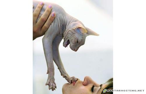 arthropods species avitars avatar book 4 TheweirdestanimalsonplanetEarth029