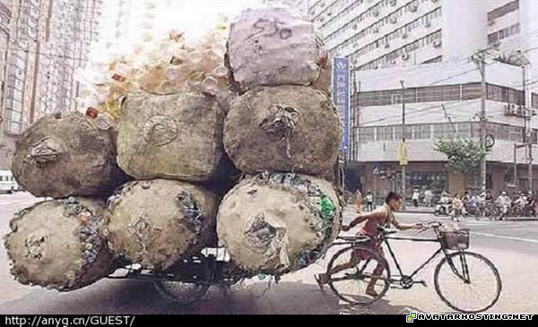 arthropods vertebrates endangered arthropods avatarity 5