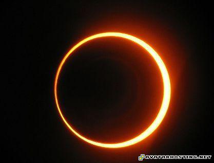 james prints 64x64 avatar animals beetles 22