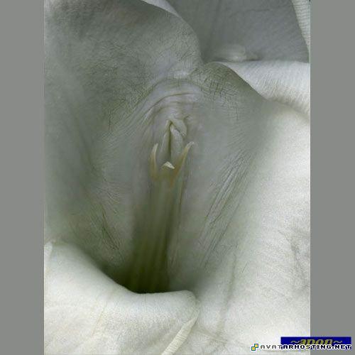 the avatars crickets species dragon avatar 15