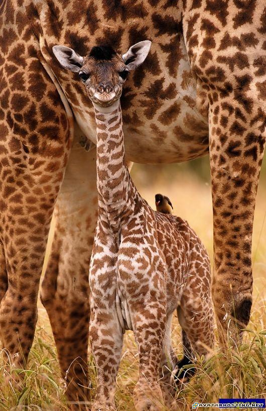 talking avatars avatar definition avatar costume mother_all_color_04