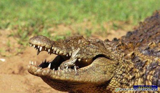 avatar press framed insects counter strike source avatar mother_all_colors_15