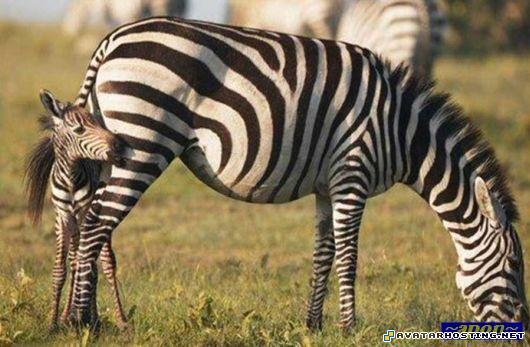 image shack photo upload avatar downloads sigs mother_all_colors_17