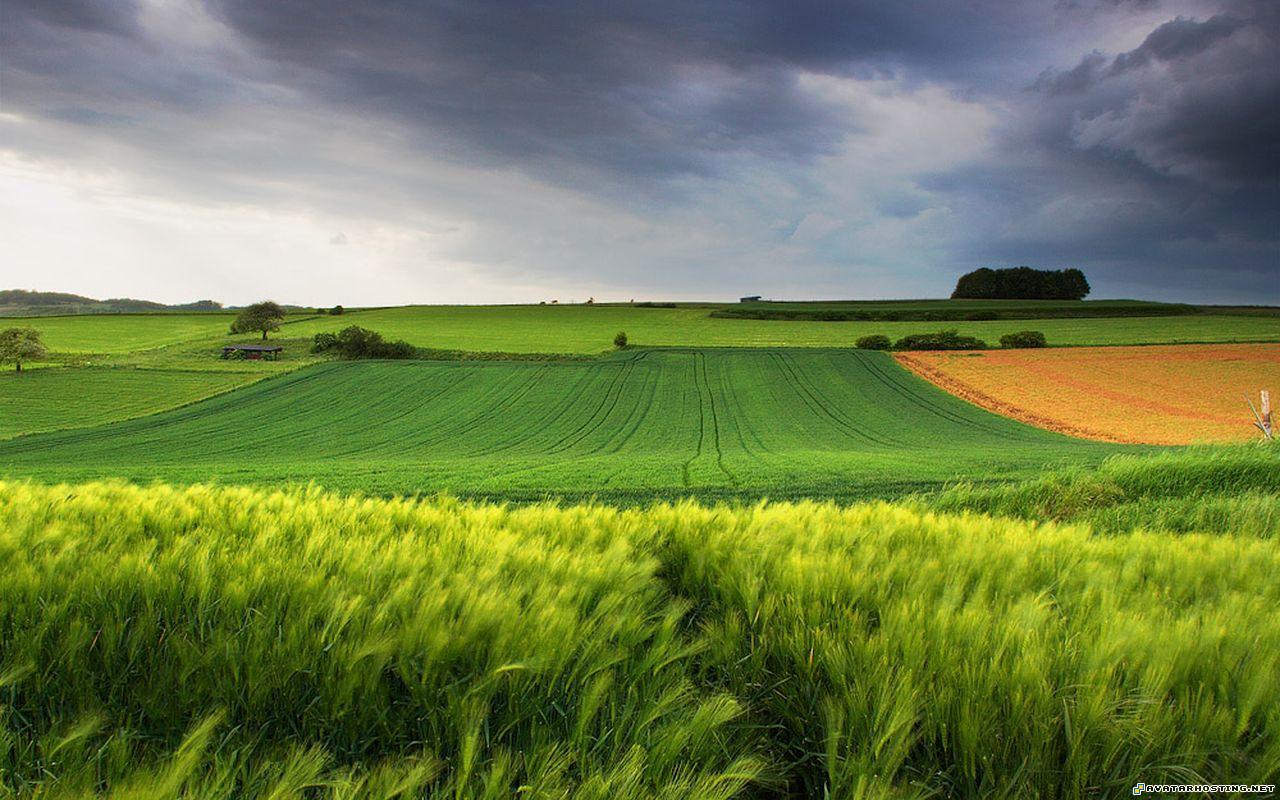 auction picture hosting easter photo album avatar website 6