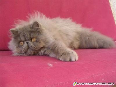 crickets species free picture upload free image hosting service Jeepy