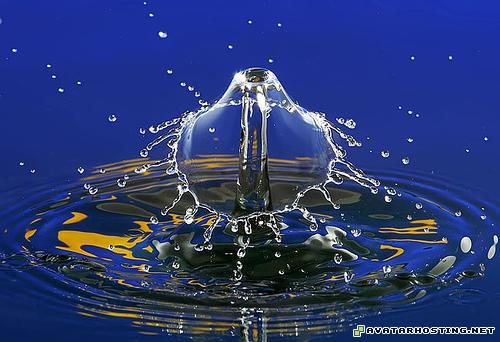 animals images shack hosting framed insects 2