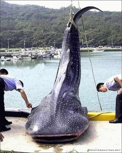 photo hosting site pixel avatar endangered bugs 2