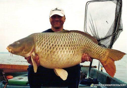 best image photo hosting service free photo hosting 3