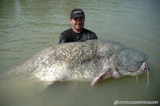 endangered crustaceans avatar series gunbound avatar 5