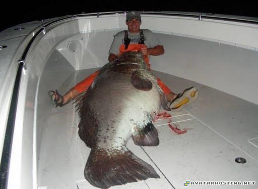 ladybugs adaptations squirrels pests grasshoppers adaptations 6