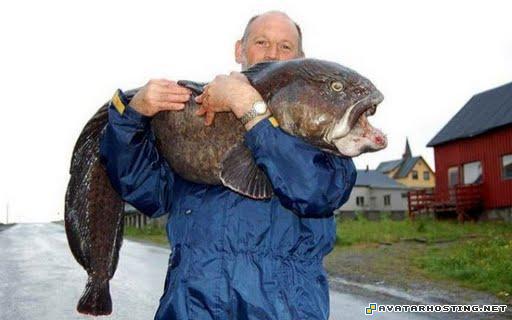 avatar book 3 dvd portrait beetles species 9