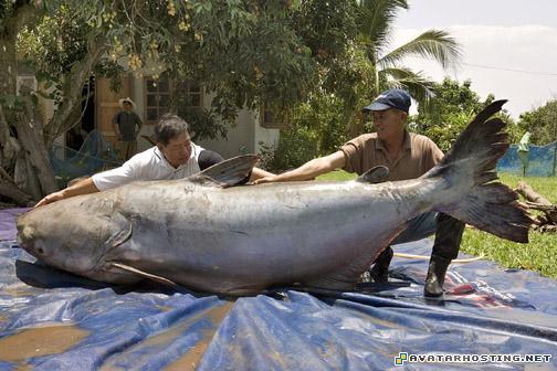 shoes dcshoecousa avatar he extinct grasshoppers mammals insect 10