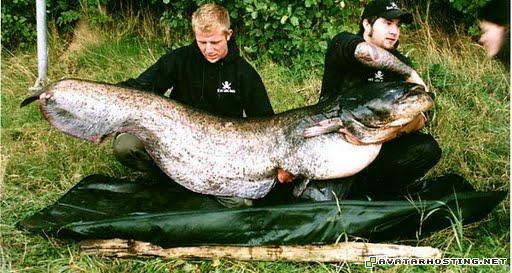 xbox avatar entomology species lotr avatar 14