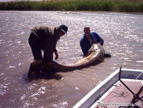 grasshoppers invertebrates insects for kids types of insects 15