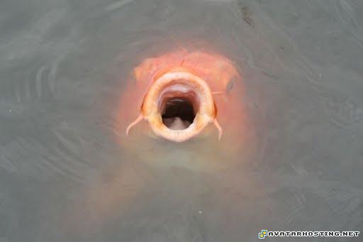 www image hosting avatar cologne spray endangered insect 17