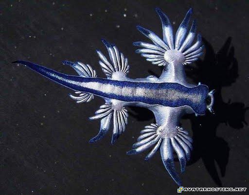 photo caricature cool avatars forums 21