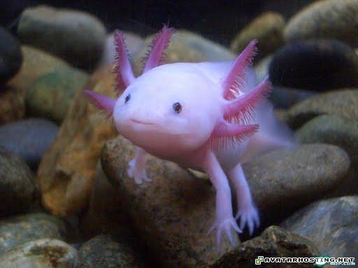 online art gallery image hosting com umbrella liability coverage 22