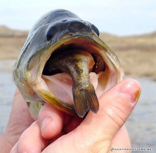 extinct insects image shack picture hosting avatars images 23