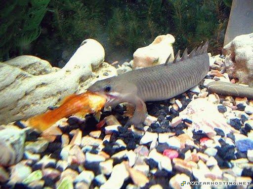 endangered arthropods avatar costumes illustration 24