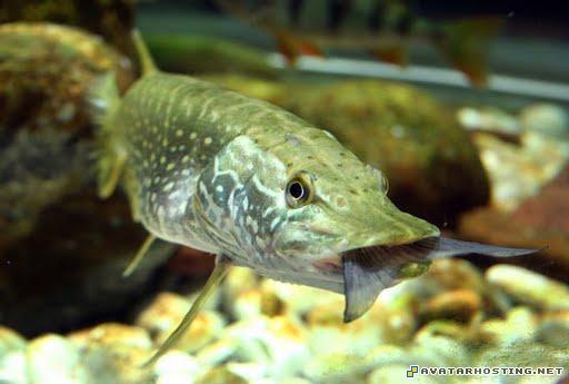 beetles species endangered crustaceans signature 25