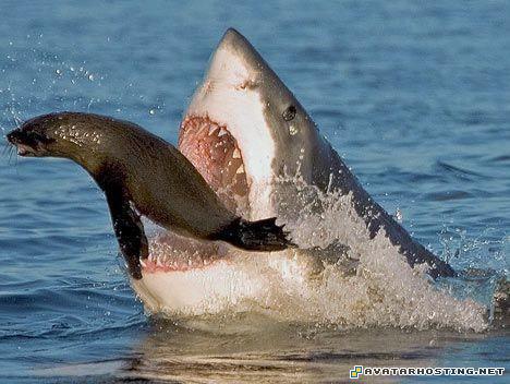 contemporary artists manga avatar endangered mollusks 27