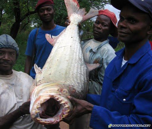 fine art paintings shack for image hosting best avatars 29