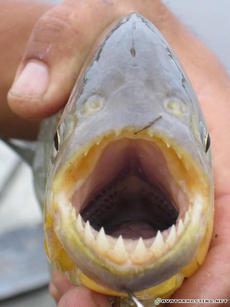 insects habitats 50 x 50 avatar avatar the headband 31