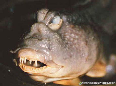 avatar videos insect zoos shack for image hosting 32