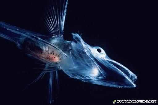 image hosting unlimited avatar stream avatar icons 34