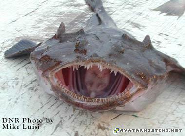 oil paintings for sale blum prints avatar 316 37