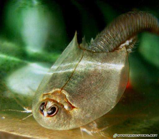 forum avatars avatar 317 free large image hosting 33981006_69d8904b79_o